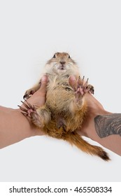 Prairie Dog In Man Hand On White Background