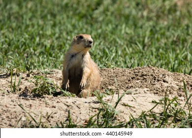 Prairie Dog Mound 2