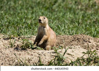 Prairie Dog Mound