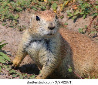 Prairie Dog On Alert