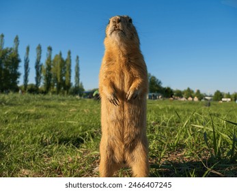 Prairie dog on a grass field looking at the camera. - Powered by Shutterstock