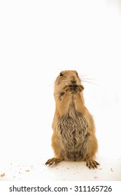 Prairie Dog On White Background