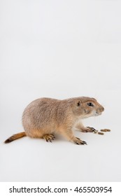 Prairie Dog On White Background