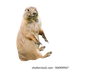 Prairie Dog On White Background. Funny Animal