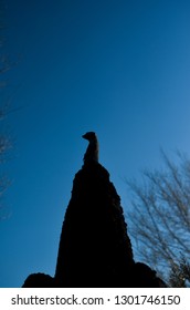 Prairie Dog Silhouette 