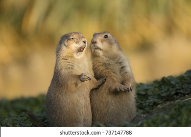 Prairie Dog Sneeze Funny