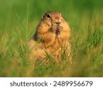 Prairie dog standing on its hind legs and looking around