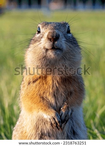 A prairie dog is standing on its hind legs on a grassy lawn and carefully looking around.