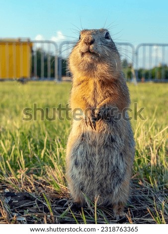 A prairie dog is standing on its hind legs on a grassy lawn and carefully looking around.