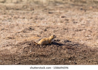 Prairie dog in Wichita Mountains Wildlife Refuge in Lawton / Fort Sill Oklahoma, in the United States of America. - Shutterstock ID 1586696596
