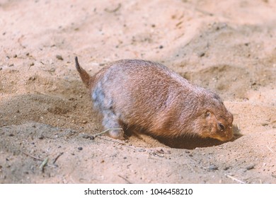 Prairie Dog Working By Digging Hole. Warm Tone Image And Motion Blurred While Prairie Dog Digging Hole.