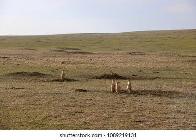 Prairie Dogs Of Badlands, SD