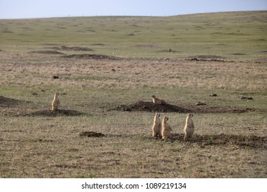 Prairie Dogs Of Badlands, SD