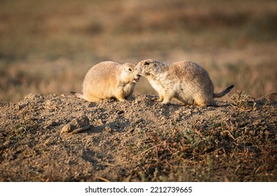 Prairie Dogs Chasing Each Other Around