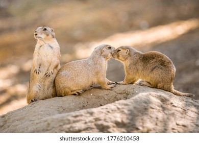 Prairie Dogs.Two Prairie Dogs Cuddling And Kissing Each Other. Prairie Dogs In Love.Close Up