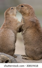 Prairie Dogs In Love