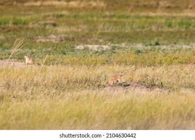 Prairie dogs near holes in Badlands National Park