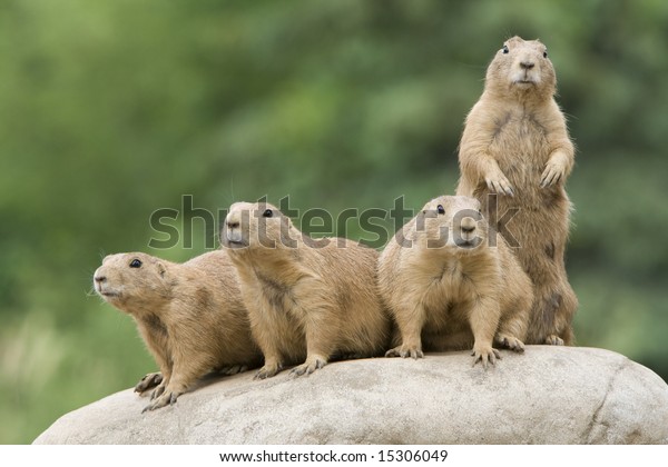Prairie Dogs on\
Lookout