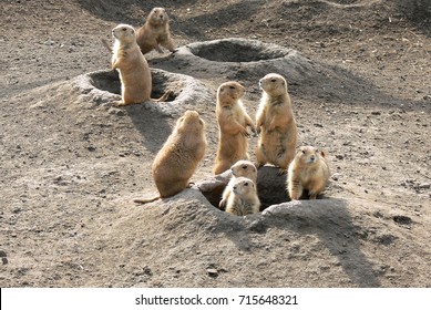 Prairie dogs out of their holes watching potential predators