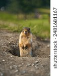 Prairie dogs in their native environment in the meadows in the mountains near their den