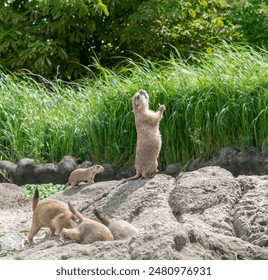 Prairie Dogs at the zoo - Powered by Shutterstock