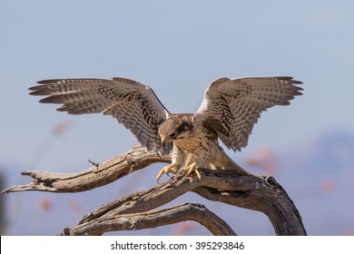 Prairie Falcon