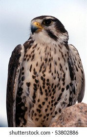 Prairie Falcon