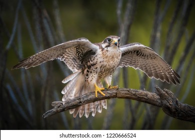 Prairie Falcon prepares for take off from branch with spread wings
