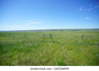 Prairie Field In Summer In Western Canada