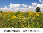 Prairie Flowers At Horicon Marsh