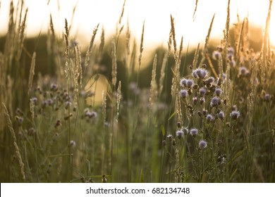 Prairie Grass and Flowers During Sunset - Powered by Shutterstock