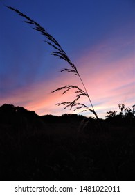 Prairie Grass Silhouette At Sunset, William O'Brien State Park, Minnesota