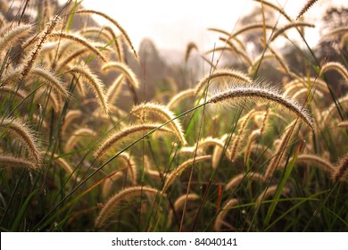 Prairie Grass Sunrise