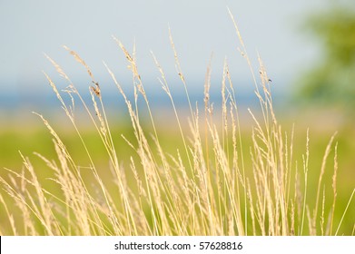 Prairie Grass Waterside