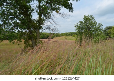 Prairie Grass Waving in the Wind, Minnesota