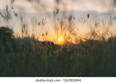 Prairie Grasses Silhouette