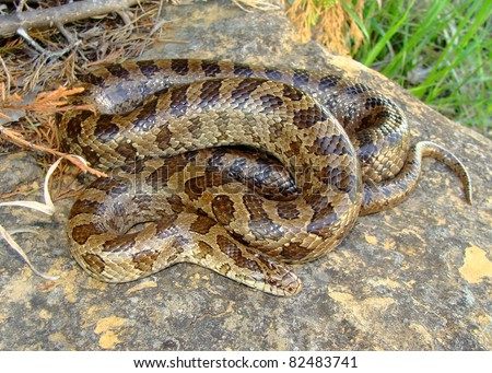 Similar – Image, Stock Photo rare meadow viper in natural habitat