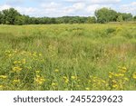 Prairie landscape with woodland sunflowers in the foreground at Blackwell Forest Preserve in Warrenville, Illinois
