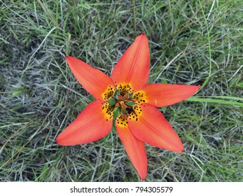 Prairie Lily (Lilium Philadelphicum Andinum) In North Dakota