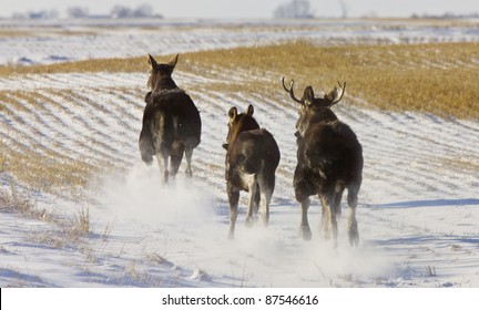 Prairie Moose Saskatchewan Canada Winter Running