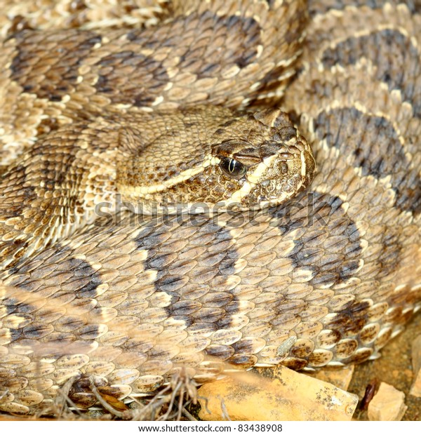 Prairie Rattlesnake Crotalus Viridis Badlands National Stock Photo ...