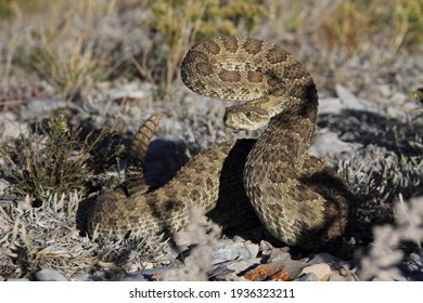 Prairie Rattlesnake Ready To Strike