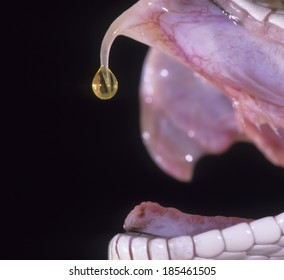 Prairie Rattlesnake, Sistrurus Catenatus, Controlled Situation, Venom Dripping From Being Milked, Pennsylvania, United States