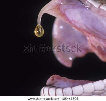 Prairie Rattlesnake, Sistrurus catenatus, controlled situation, Venom dripping from being milked, Pennsylvania, United States