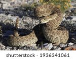 Prairie rattlesnake in Wyoming prairie