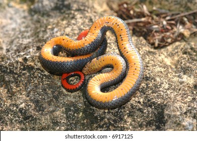 Prairie Ringneck Snakes Often Play Dead Stock Photo Edit Now