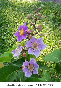 Prairie Rose Flowers, Rosa Arkansana