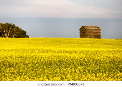 Prairie Scene Saskatchewan Summer Crop Harvest Canada