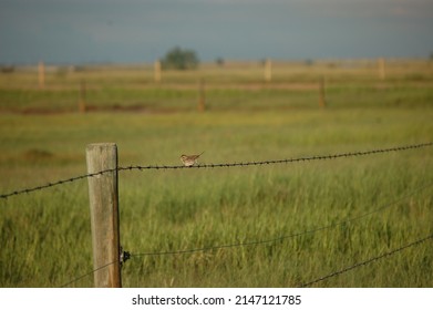 Prairie Song Bird On  Barbed Wire Fence Post