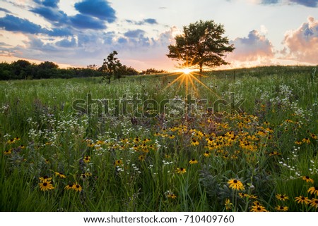 A prairie spectacular sunset with a sunburst beneath a tree that is highlighting a field of  white and yellow prairie flowers. Shoefactory Road prairie Nature Preserve, Elgin IL.